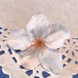 桜 プリザーブドフラワー  ( さくら サクラ ソメイヨシノ ) 桜色 1輪 ドライフラワー 素材 1枚目の画像