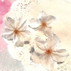 桜 プリザーブドフラワー  ( さくら サクラ ソメイヨシノ ) 桜色 1輪 ドライフラワー 素材 2枚目の画像