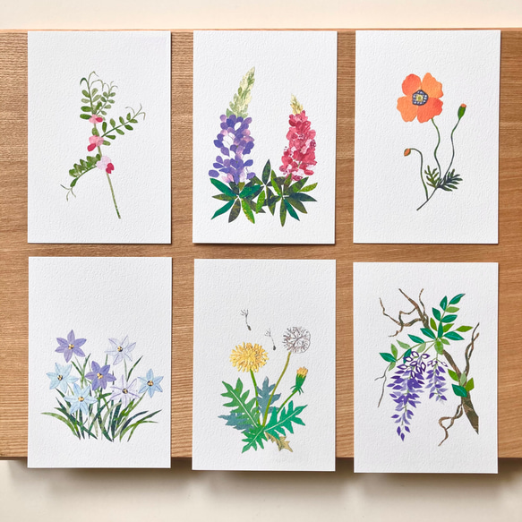 選べる春の花ポストカード6枚セット 3枚目の画像