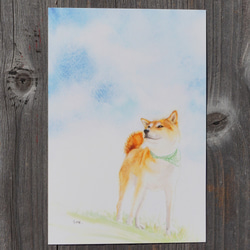 特別価格！【原画（額縁無し）】『バシルマ』（犬　柴犬） 93966-223-