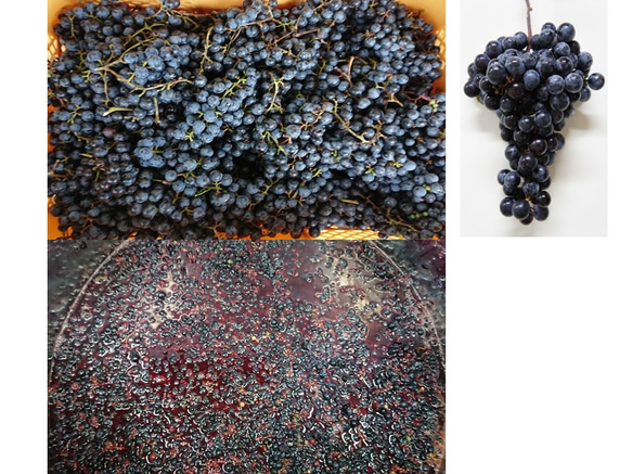 ◆辛口◆葡萄やまぶどう100％本格果実酒500ml赤ワイン山形県舟形町産 3枚目の画像