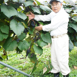 葡萄ヤマソーヴィニヨン100％本格果実酒750ml辛口赤ワイン山形県東根市産 4枚目の画像