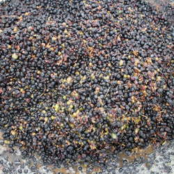 葡萄ヤマソーヴィニヨン100％本格果実酒750ml辛口赤ワイン山形県東根市産 7枚目の画像