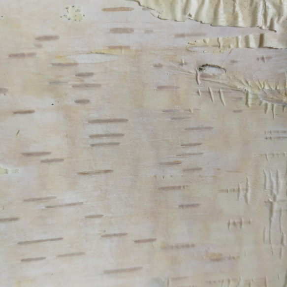 ＊冬のシラカバ樹皮ネクタイピン＊ 10枚目の画像