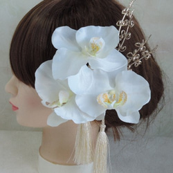 蝴蝶蘭 - 清潔發飾 - 純白色禮服的新娘般的蘭花 第1張的照片
