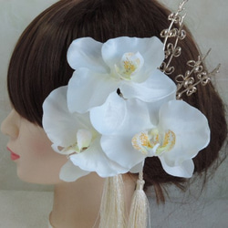 蝴蝶蘭 - 清潔發飾 - 純白色禮服的新娘般的蘭花 第3張的照片