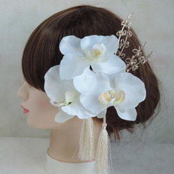 蝴蝶蘭 - 清潔發飾 - 純白色禮服的新娘般的蘭花 第4張的照片