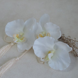 蝴蝶蘭 - 清潔發飾 - 純白色禮服的新娘般的蘭花 第5張的照片