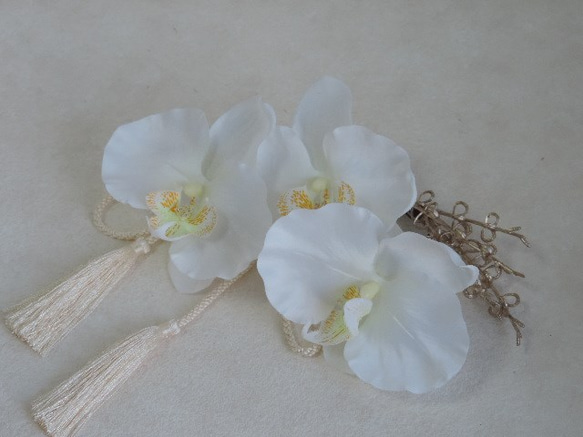 蝴蝶蘭 - 清潔發飾 - 純白色禮服的新娘般的蘭花 第5張的照片