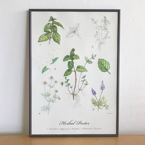 les fines herbes フレーム入り　ハーブ　アートポスター les fines herbes フレーム入り ハーブ アートポスター（植物