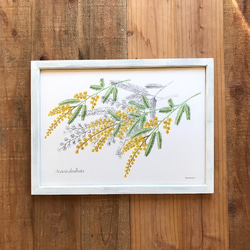 ミモザのポスター フレーム付　Botanical Art Poster　植物画 1枚目の画像