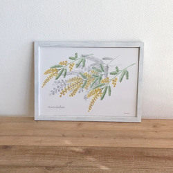 ミモザのポスター フレーム付　Botanical Art Poster　植物画 4枚目の画像