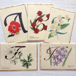 植物藝術和字母卡套裝/5張信封卡自由組合 第1張的照片