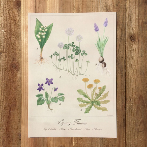 botanical art  flower Poster　野花のポスター　植物画 1枚目の画像