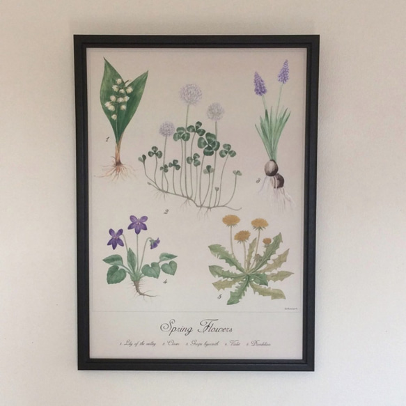 botanical art  flower Poster　野花のポスター　植物画 2枚目の画像