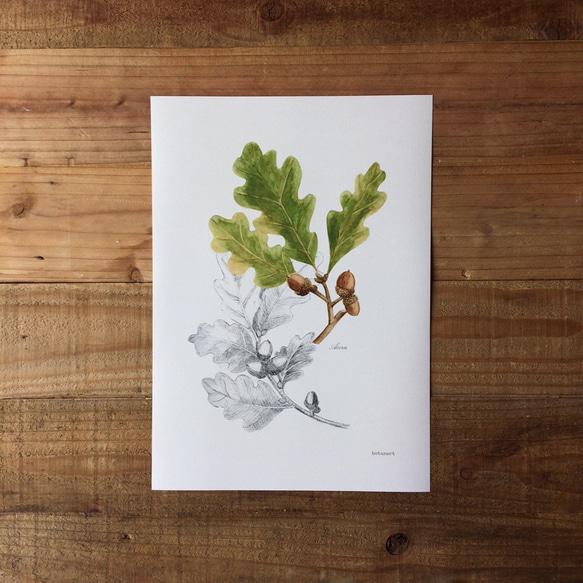 Botanicalart Acorn Mini Poster　どんぐりポスター　植物画 3枚目の画像