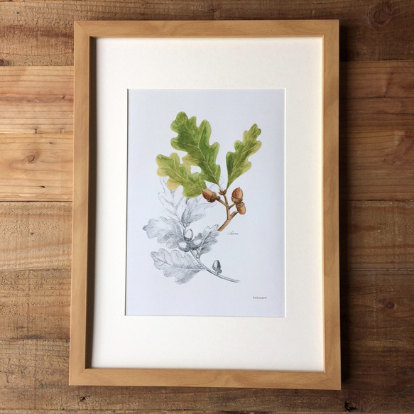 Botanicalart Acorn Mini Poster　どんぐりポスター　植物画 4枚目の画像