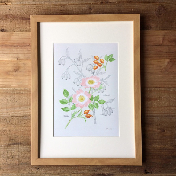 Botanicalart Rosehip Poster　野バラとバラの実 ポスター 植物画 4枚目の画像