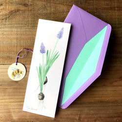 greeting card /球根　ムスカリ　チューリップ　カード 2セット　植物画 2枚目の画像