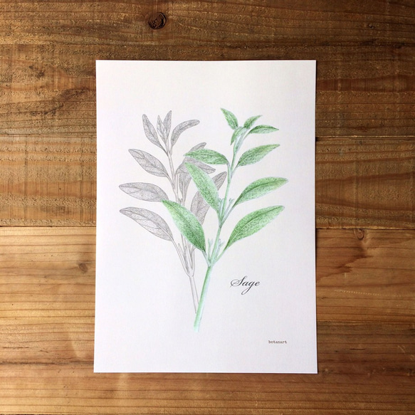 Botanical art  Herbal Mini Poster　ハーブ/セージのポスター　植物画 2枚目の画像