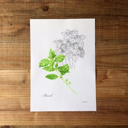 Botanical art Herbal Mini Poster　ハーブ/バジルのポスター　植物画 2枚目の画像