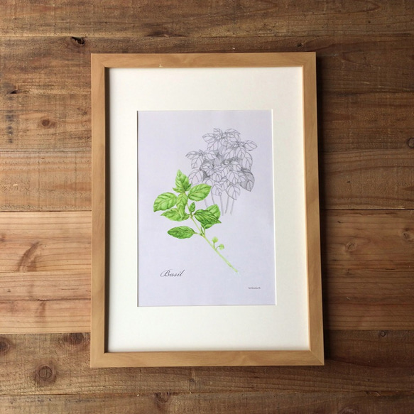 Botanical art Herbal Mini Poster　ハーブ/バジルのポスター　植物画 1枚目の画像