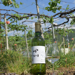 【コンクール受賞ワイン】ホンジョー 甲州シュール・リー （白ワイン、辛口、日本ワイン） 1枚目の画像