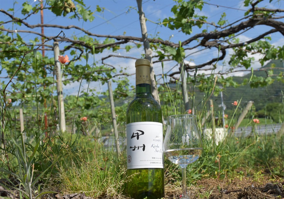 【コンクール受賞ワイン】ホンジョー 甲州シュール・リー （白ワイン、辛口、日本ワイン） 1枚目の画像