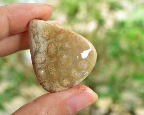 珊瑚の雫☆フォッシルコーラル ルース カポジョン fos006 天然石 Funky