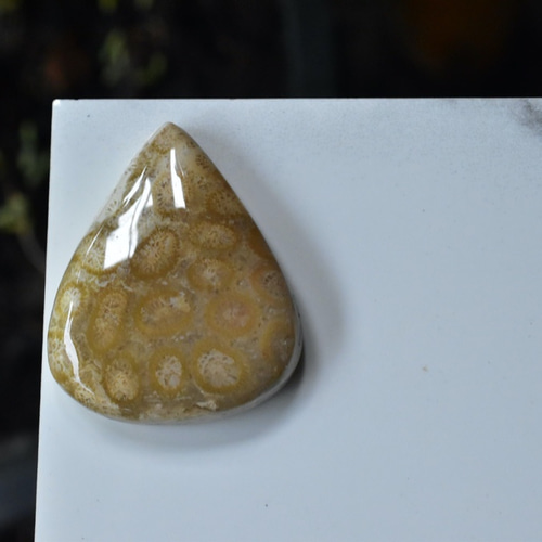 珊瑚の雫☆フォッシルコーラル ルース カポジョン fos006 天然石 Funky