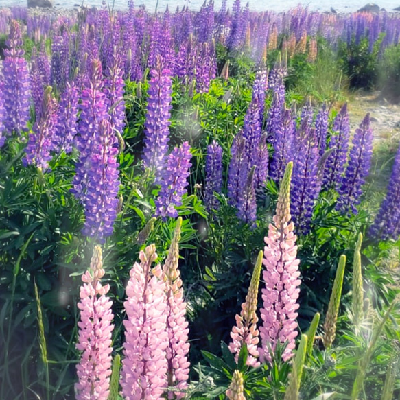 Lupin Flower 魯冰花純銀項鍊 第8張的照片