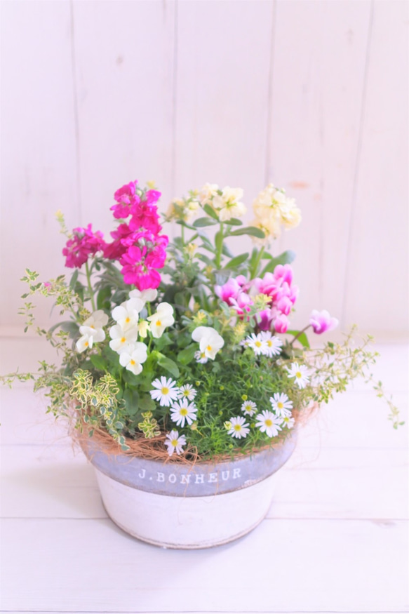 ❤️みーこ様❤️専用のページ❤️寄せ植え❤️ ❀デージーと八重咲ストックのお花の寄せ植え* その他素材 miiko's