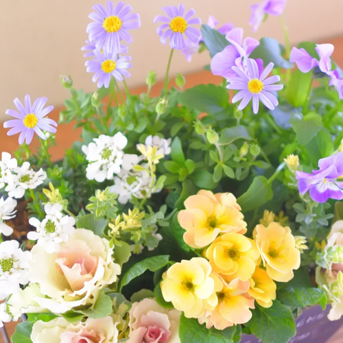 プリムラと葉ボタンのお花の寄せ植え* その他素材 miiko's garden 通販