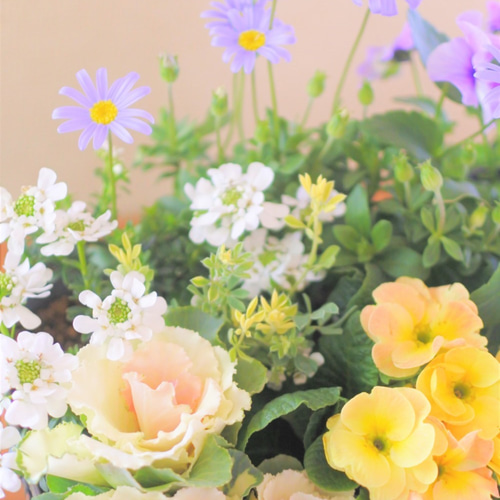 プリムラと葉ボタンのお花の寄せ植え* その他素材 miiko's garden 通販