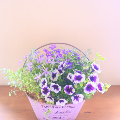 ❁ペチュニア『宙色小町』と可愛いお花の寄せ植え 贈り物にも* その他