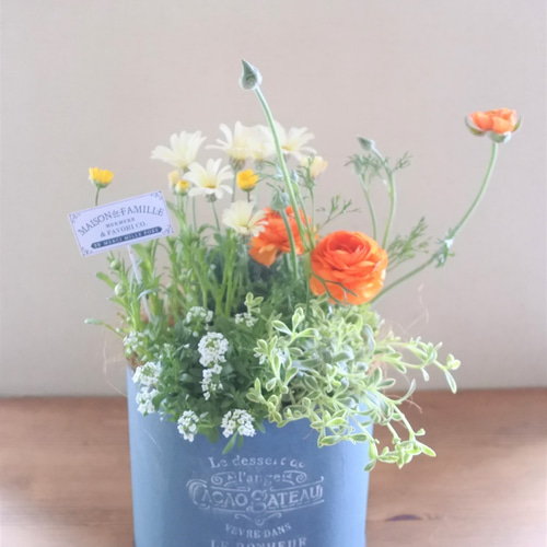 ラナンキュラス『マシェ』のおしゃれな寄せ植え* その他素材 miiko's