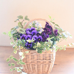 アンティークビオラのシックな寄せ植えバスケット* その他素材 miiko's