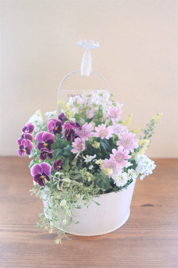 オステオとビオラのエレガントな寄せ植え* その他素材 miiko's garden