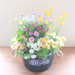 プリムラと葉ボタンのお花の寄せ植え* その他素材 miiko's garden 通販