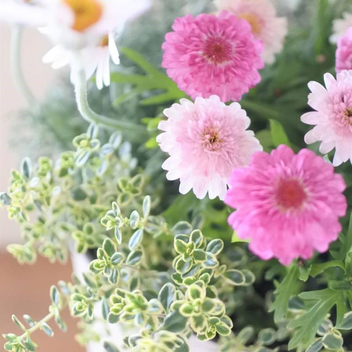 マーガレットのお花の寄せ植え* その他素材 miiko's garden 通販