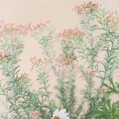 マーガレットのお花の寄せ植え* その他素材 miiko's garden 通販