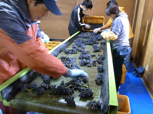キャンベル＆ナイヤガラ野生酵母ワイン 7枚目の画像