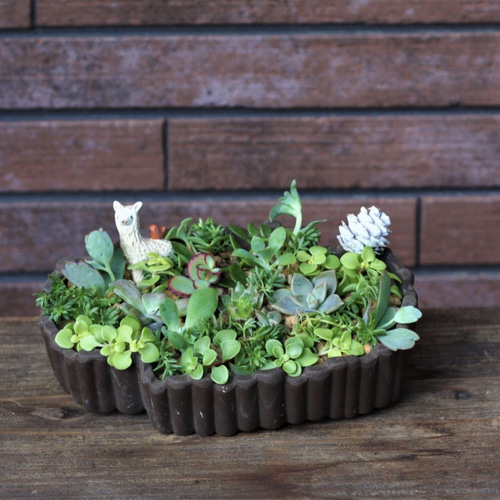 多肉植物カット苗 10種類以上アソートセット☆ 自分でチマチマ寄 多肉植物カット苗 10種類以上アソートセット☆ 自分でチマチマ寄