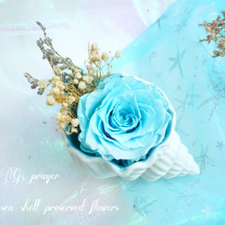 G.prayer| Sea Shell Preserved Flowers 第2張的照片