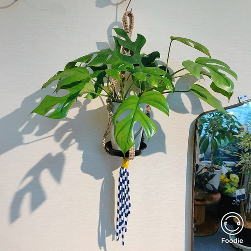 ヒメモンステラ吊り下げ式観葉植物一点物