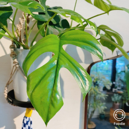 モンステラ 吊り下げ お洒落 ハンキング ヒメモンステラ 観葉植物の