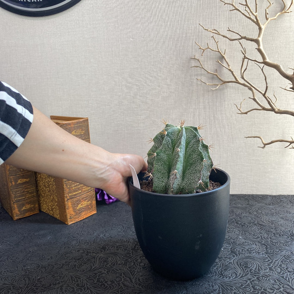 送料込 Astrophytum omatum アストロフィツム 般若　多肉植物　サボテン 10枚目の画像