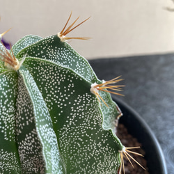 送料込 Astrophytum omatum アストロフィツム 般若　多肉植物　サボテン 2枚目の画像