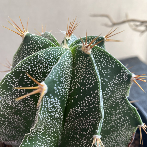 送料込 Astrophytum omatum アストロフィツム 般若　多肉植物　サボテン 3枚目の画像