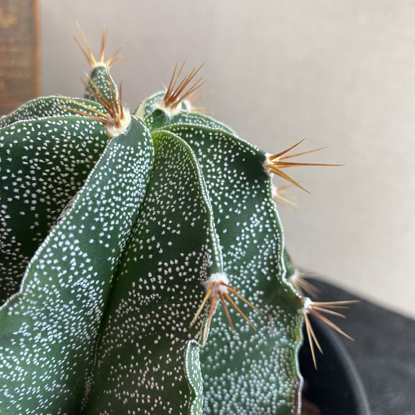 送料込 Astrophytum omatum アストロフィツム 般若　多肉植物　サボテン 4枚目の画像